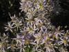 Aster