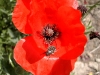  Coquelicot et Cétoine         