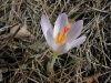 Crocus versicolor