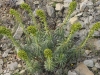 Euphorbe characias