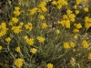 Immortelle des Stoechades