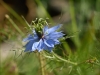 Nigelle de Damas