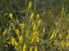 Odontite lutea