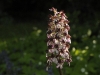 Orchis pourpre