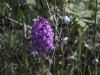 Orchis pyramidal