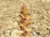 Orobanche