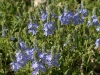 Véronique teucrium