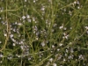 Verveine officinale