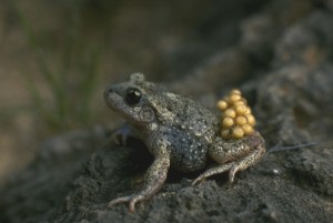 Crapaud-accoucheur-male