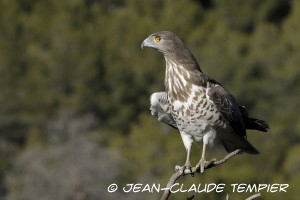 Ciracète mâle DSC5530-abn