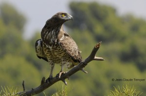 Circaète femelle, J-C Tempier