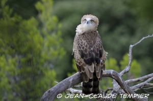 Jeune Circaète DSC5319-§-b