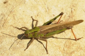 Criquet migrateur