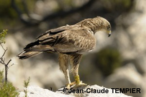 A. de Bonelli à l'affût