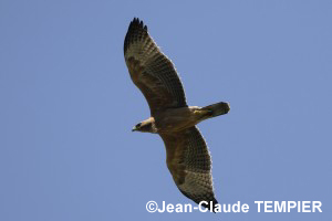 Aigle de Bonelli à 5 mois