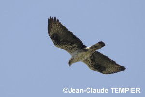 Aigle de Bonelli adulte.