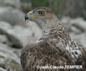 Aigle de Bonelli adulte