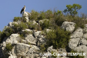 Aigle de Bonelli au repos