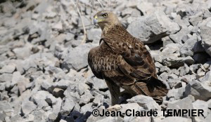 Aigle de Bonelli de 2 ans