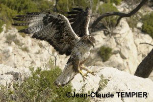 Aigle de Bonelli de 3 ans