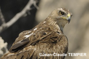 Aigle de Bonelli de 3 ans