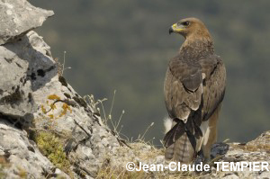 Aigle de Bonelli de 5 mois