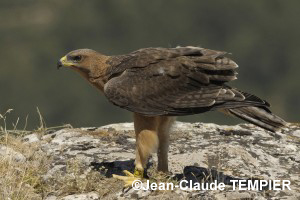 Aigle de Bonelli de 5 mois.