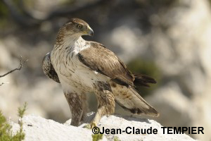 Aigle de Bonelli, femelle adulte