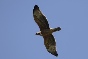 Aigle de Bonelli à 5 mois