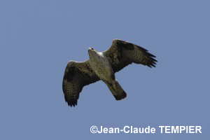 Aigle de Bonelli.