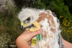 Aigle de Bonelli,19 05 2015 JC Tempier