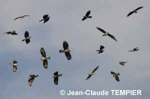 Aigles de Bonelli en vol