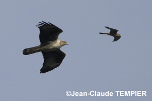 Bonelli escorté par un Faucon crécerelle