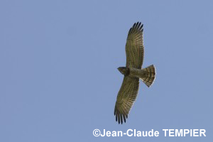 Circaète Jean-le-Blanc