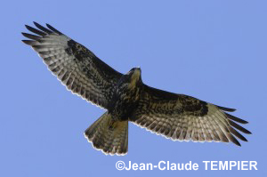 Jeune Buse variable