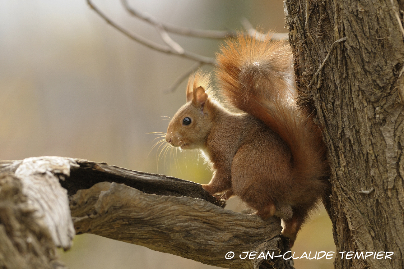 L'écureuil roux se tient debout à côté d'un arbre épais. Il regarde autour  de lui pour