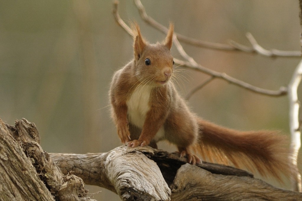L’Ecureuil roux à la SainteBaume TEMPIERNATURE