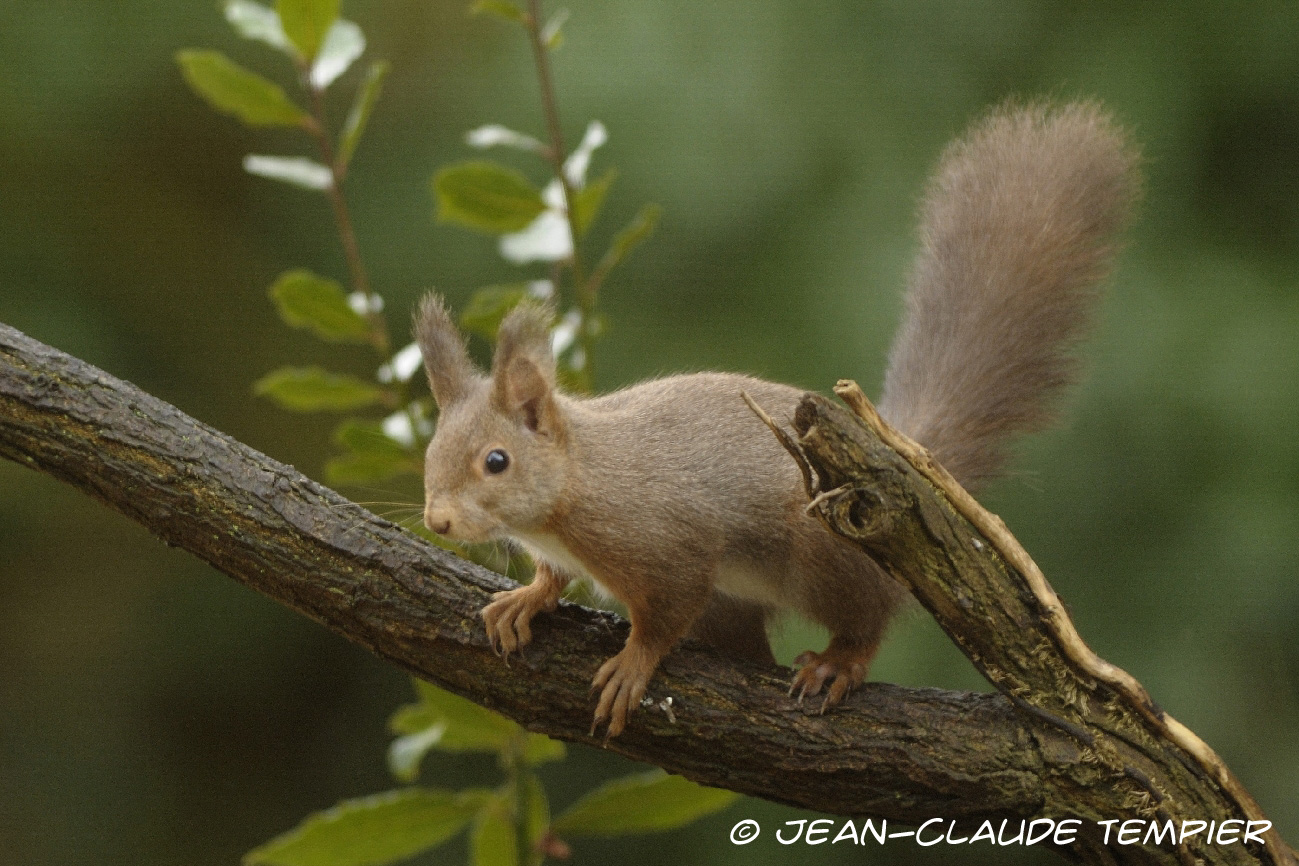 L'écureuil roux se tient debout à côté d'un arbre épais. Il regarde autour  de lui pour