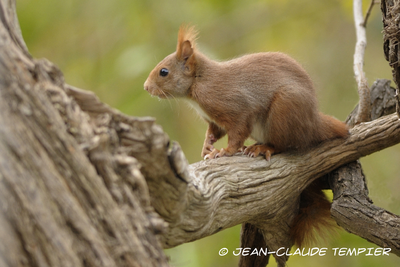 L'écureuil roux se tient debout à côté d'un arbre épais. Il regarde autour  de lui pour