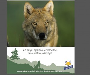 Loup photo ASPAS